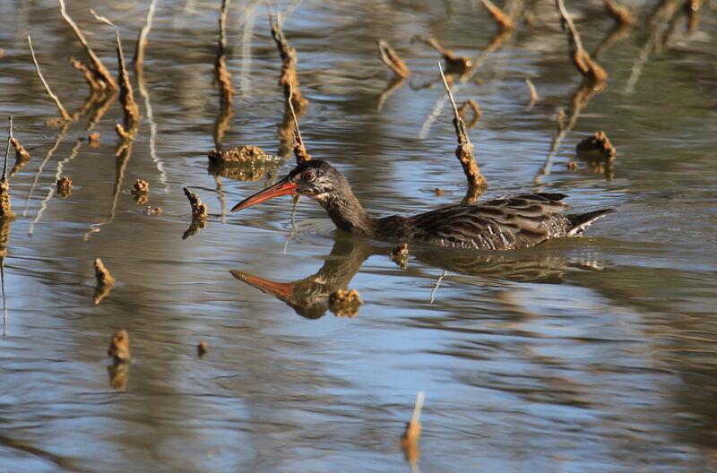 Clapper Rail