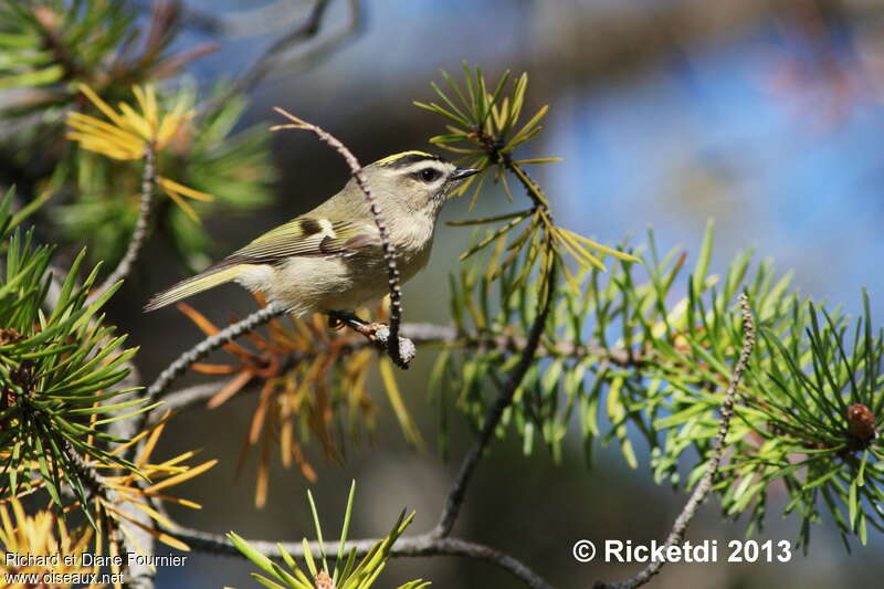 Golden-crowned Kinglet, habitat, pigmentation