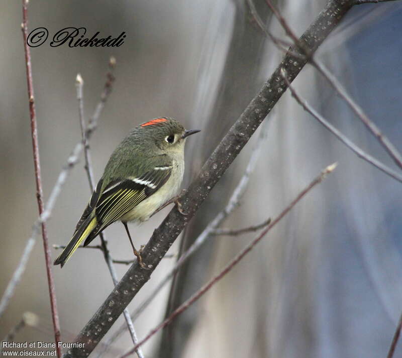 Ruby-crowned Kinglet male adult, identification