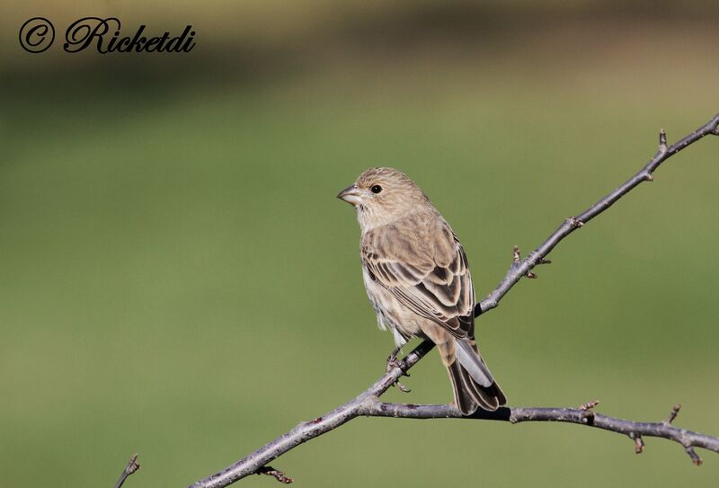 House Finch female