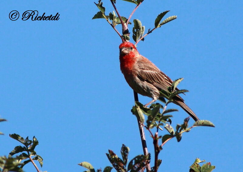 House Finch male