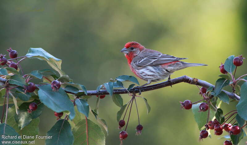 House Finch male adult