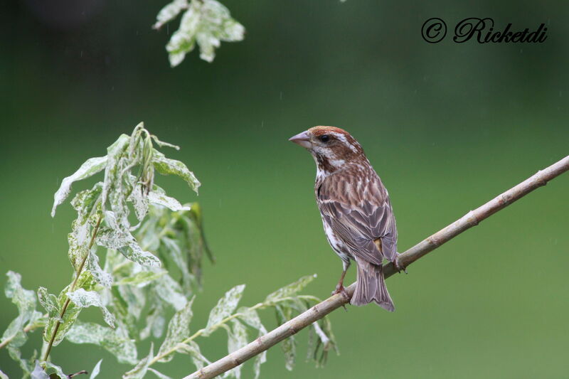 Purple Finch female