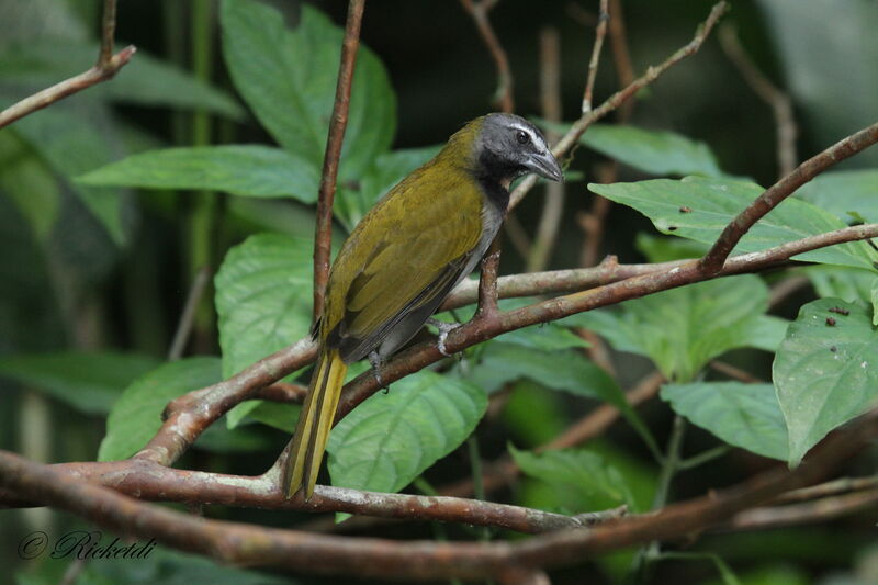 Buff-throated Saltator