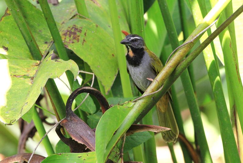 Saltator des grands-bois