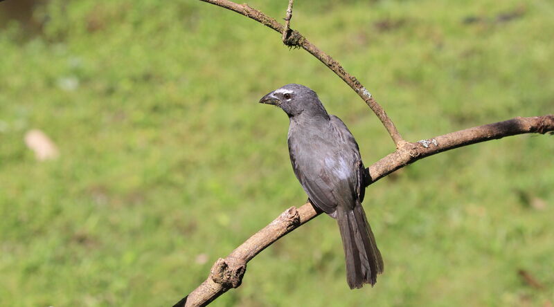 Cinnamon-bellied Saltator