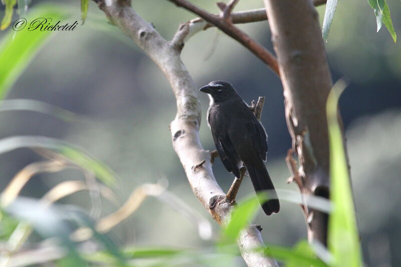 Cinnamon-bellied Saltator