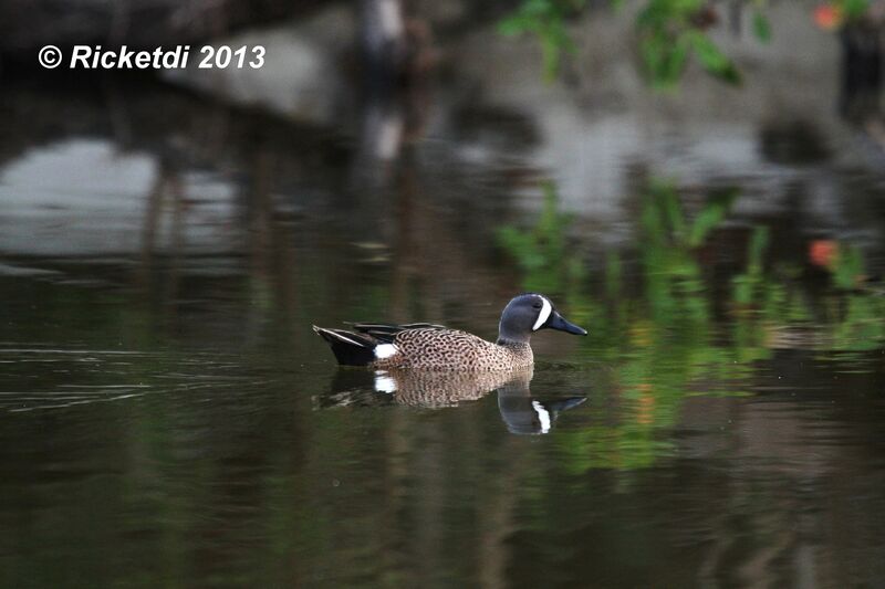 Blue-winged Teal