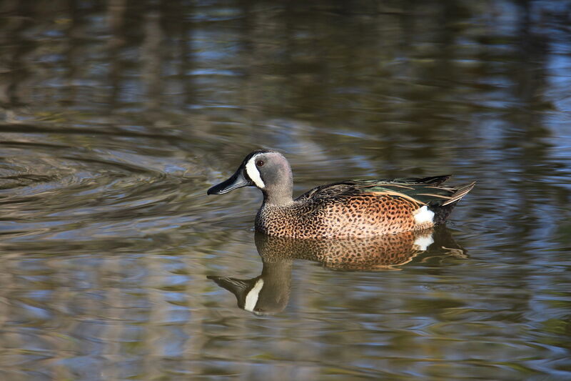 Sarcelle à ailes bleues