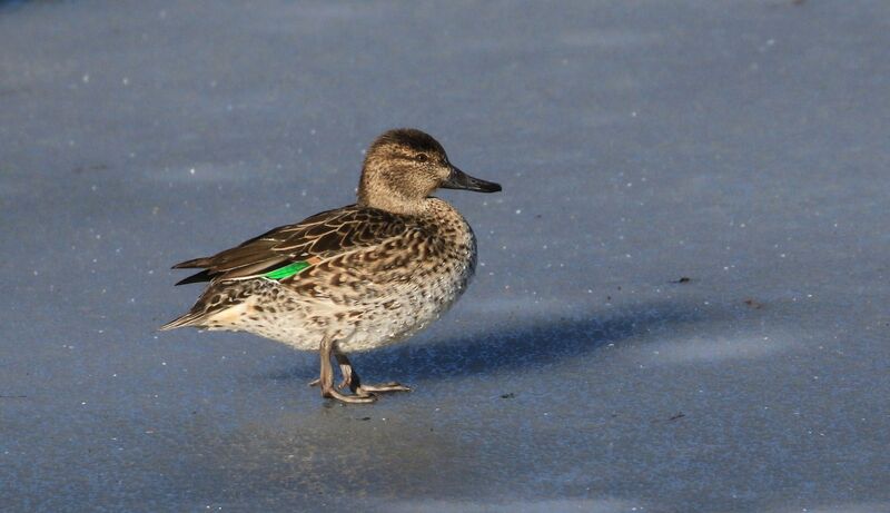 Eurasian Teal female