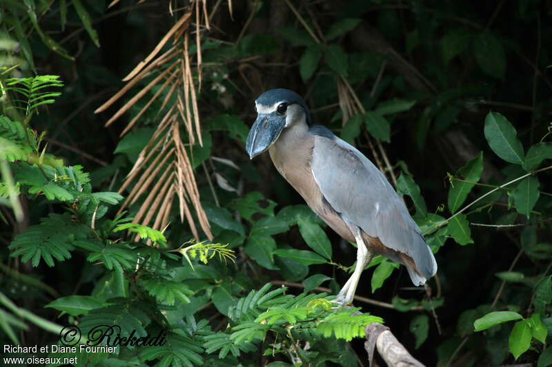 Boat-billed Heronadult, identification