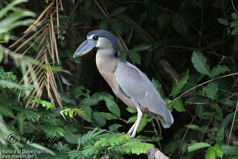 Savacou huppéadulte, identification