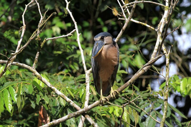 Boat-billed Heron