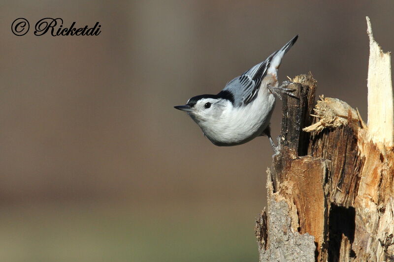 White-breasted Nuthatch male