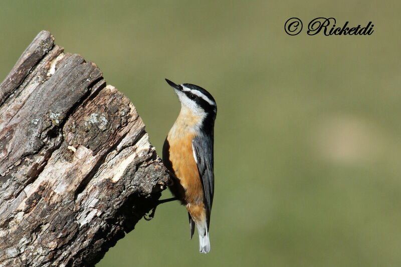 Red-breasted Nuthatch male