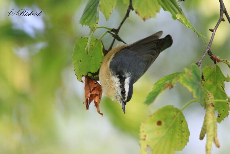 Red-breasted Nuthatch female