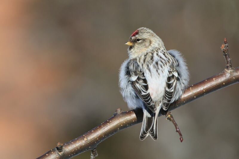 Arctic Redpoll