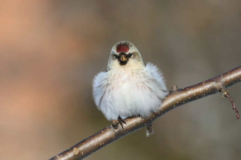 Arctic Redpoll