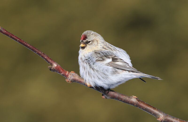 Arctic Redpoll