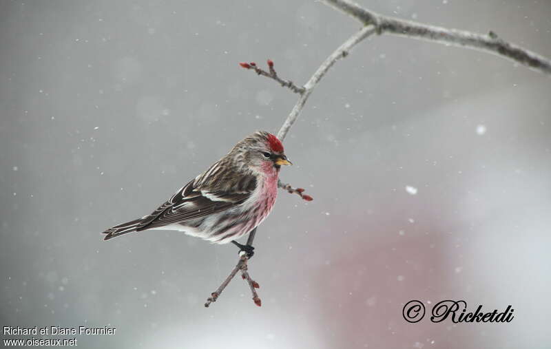 Common Redpoll male adult, identification