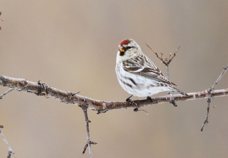 Common Redpoll female