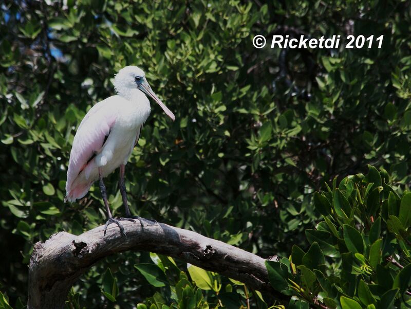 Roseate Spoonbill