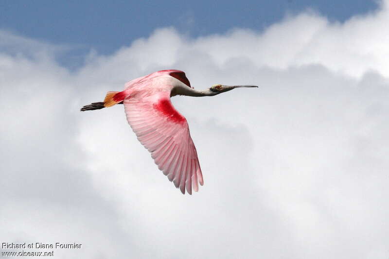 Roseate Spoonbilladult, pigmentation, Flight