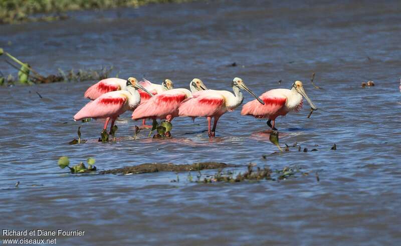 Roseate Spoonbilladult, habitat, pigmentation