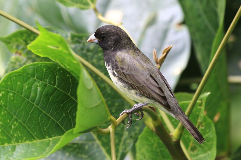 Yellow-bellied Seedeater