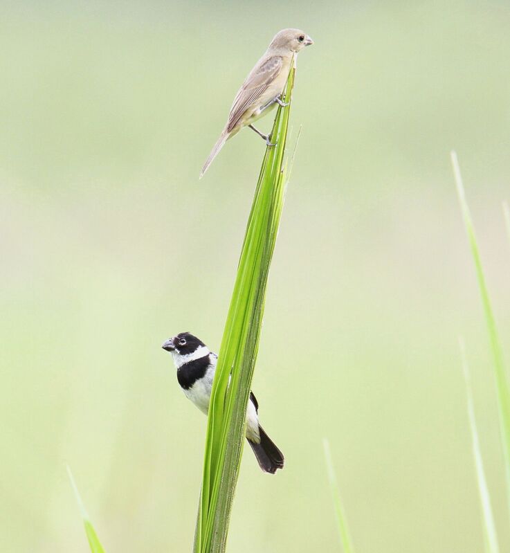 Morelet's Seedeater