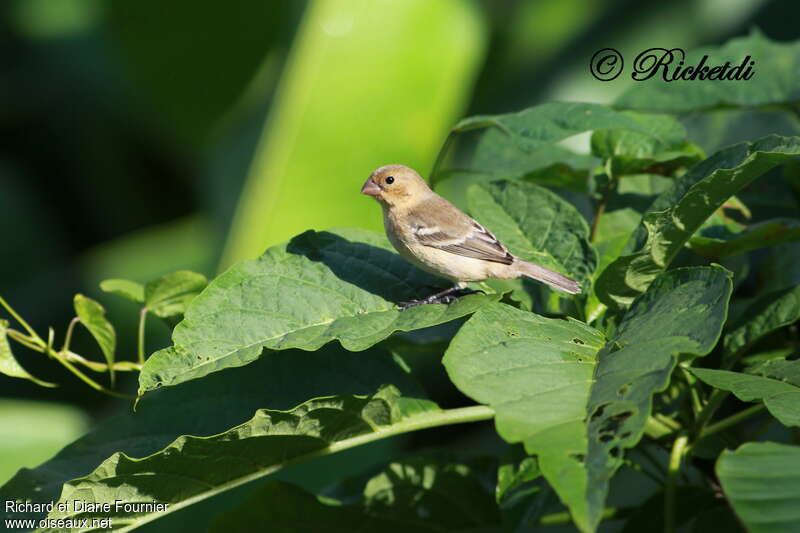 Morelet's Seedeater female adult, identification