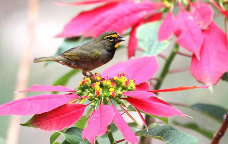 Yellow-faced Grassquit