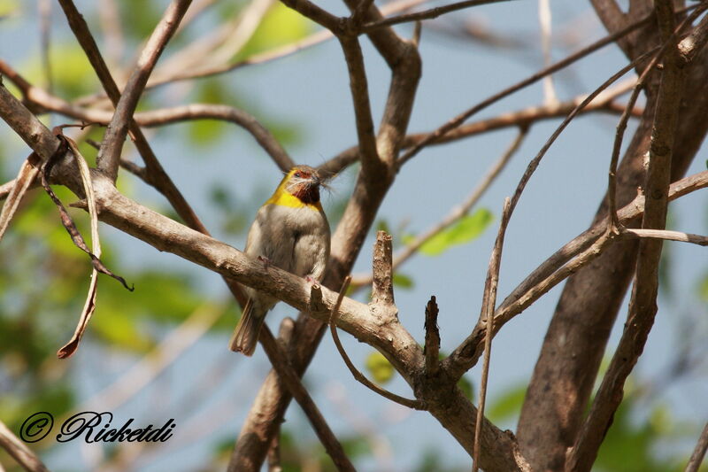 Cuban Grassquit female