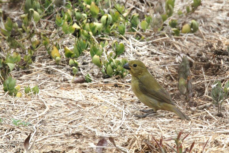 Variable Seedeater female