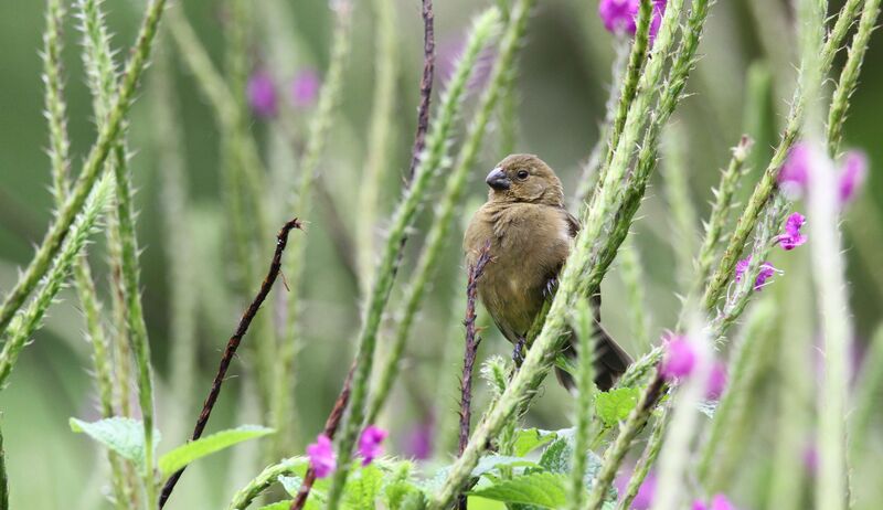 Variable Seedeater female adult, habitat