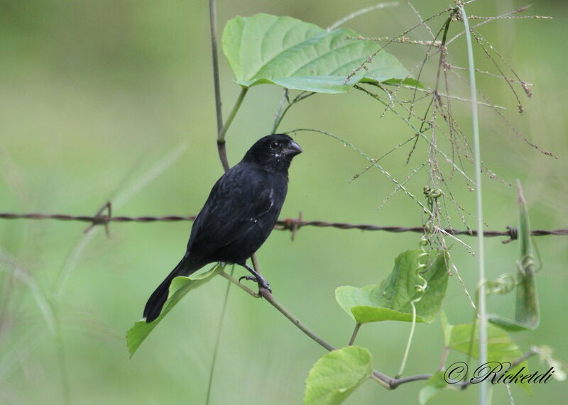 Variable Seedeater