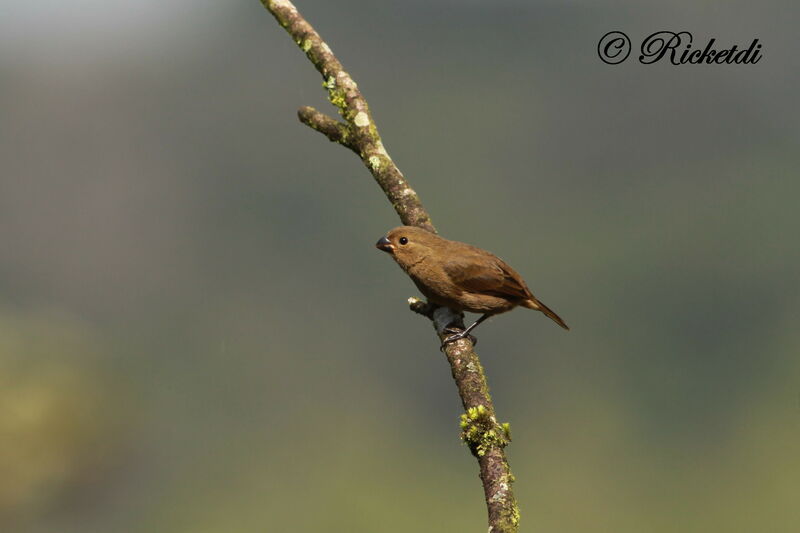 Variable Seedeater