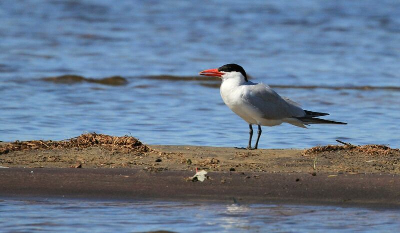 Caspian Tern