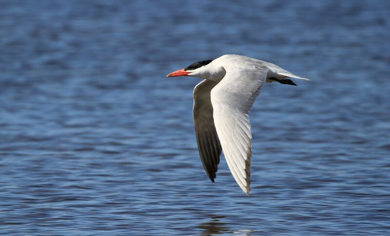 Caspian Tern