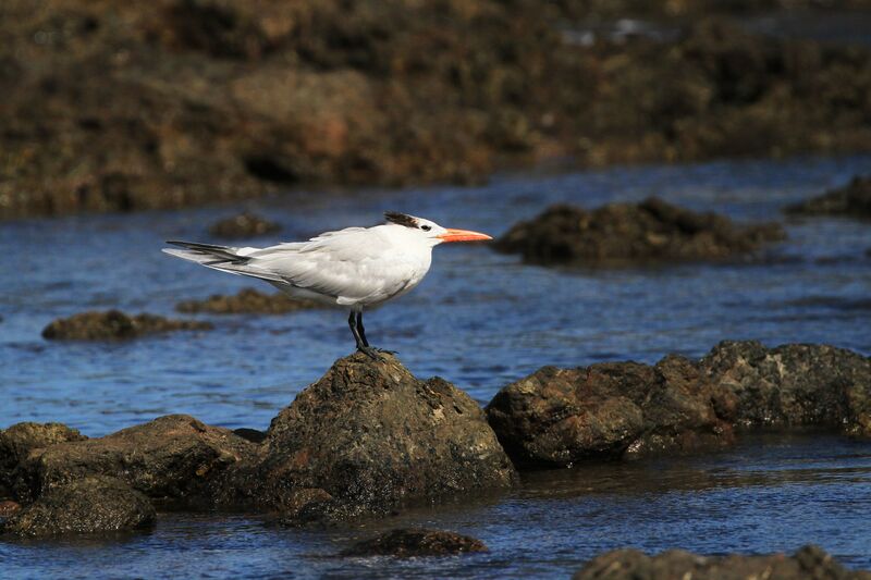 Royal Tern