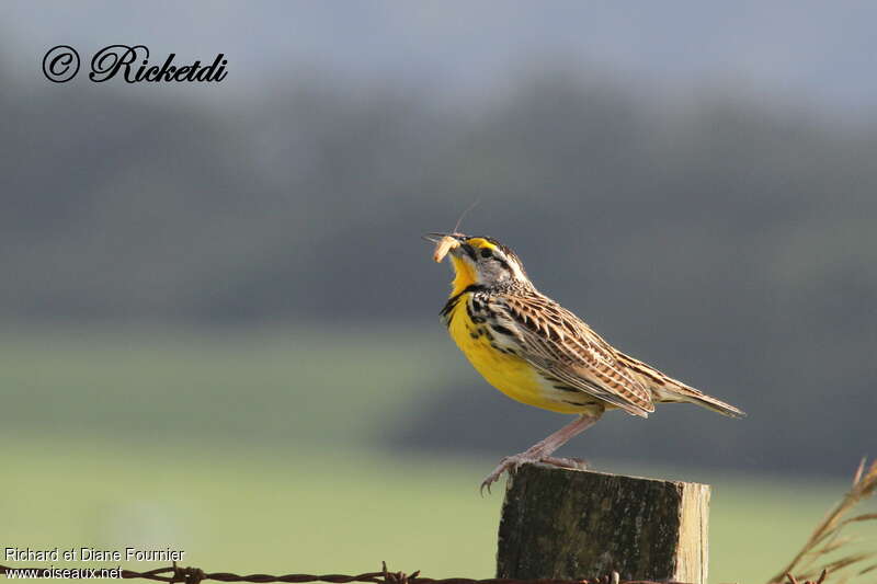 Eastern Meadowlarkadult, feeding habits