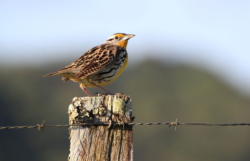 Eastern Meadowlark