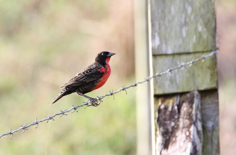 Red-breasted Meadowlark