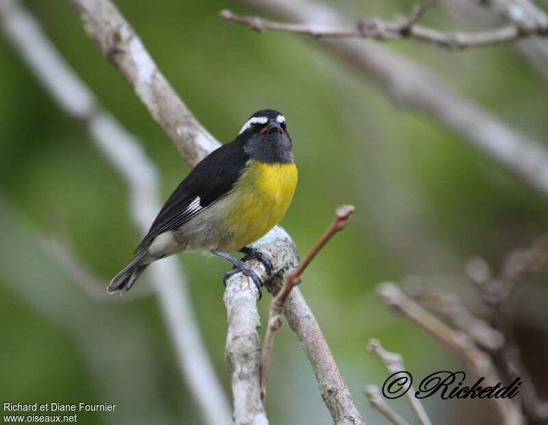 Bananaquitadult, identification, pigmentation