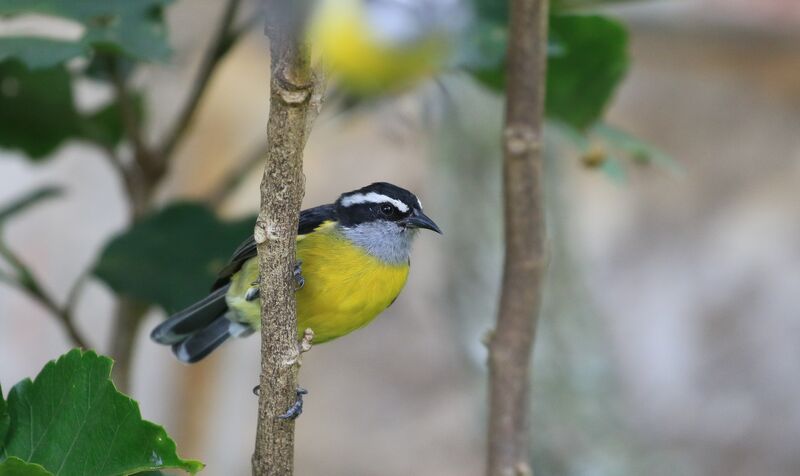 Bananaquit