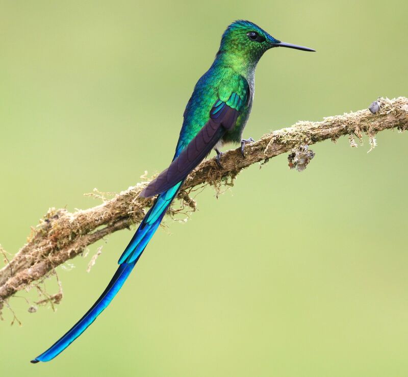 Long-tailed Sylph