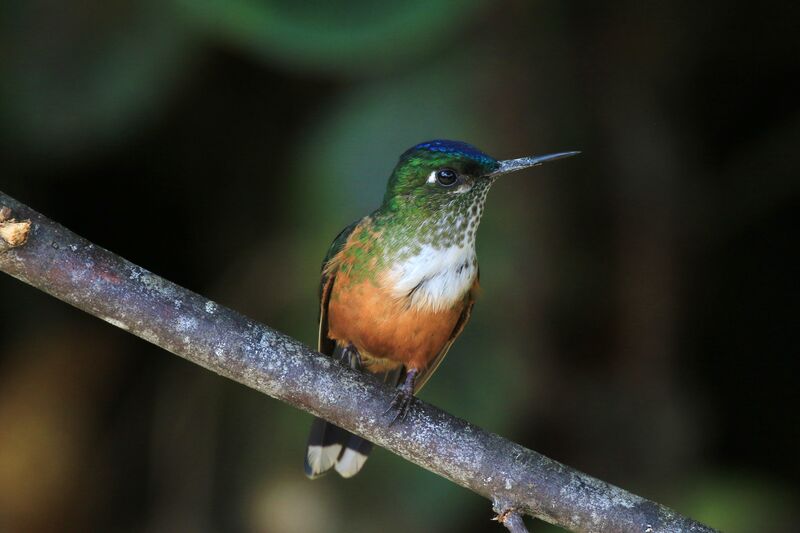 Violet-tailed Sylph female