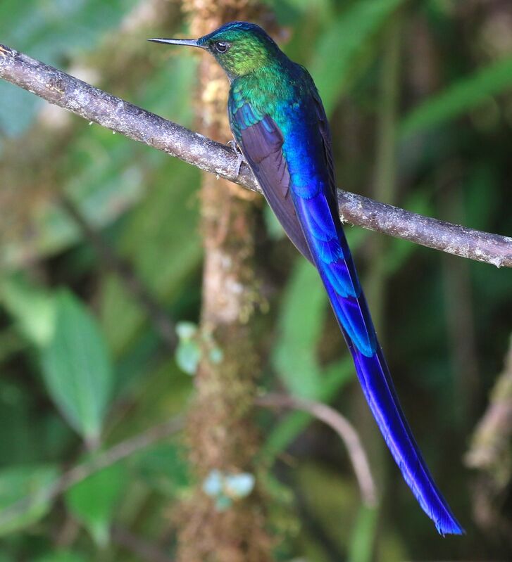 Violet-tailed Sylph