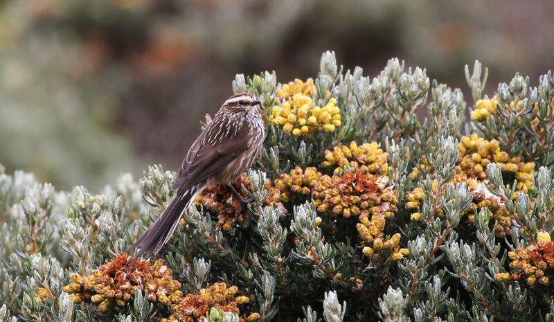 Andean Tit-Spinetail