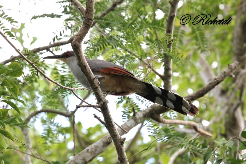 Hispaniolan Lizard Cuckoo